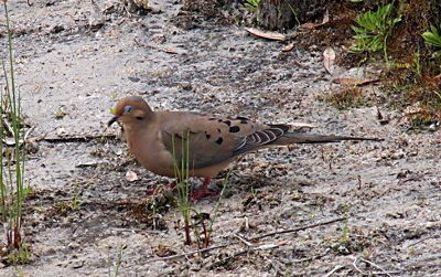 [This dove stands on sand near some shoots of grass. The camera caught the bird while blinking so its light-blue eyelid creates constrast with the beige color of the rest of the bird's head.]